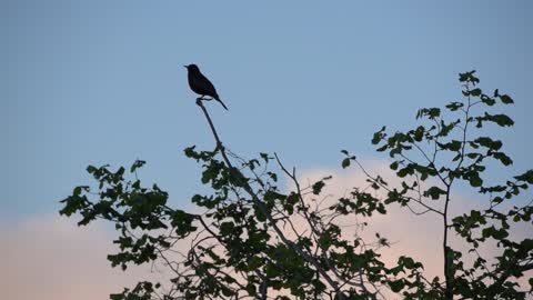 sunset birds chirping#shorts