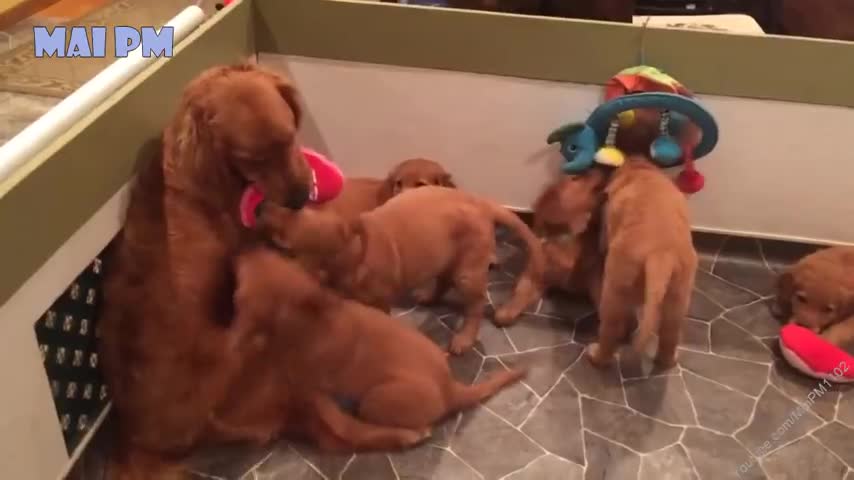 Hermosos Cachorros jugando