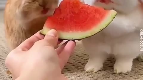 Watermelon bunny