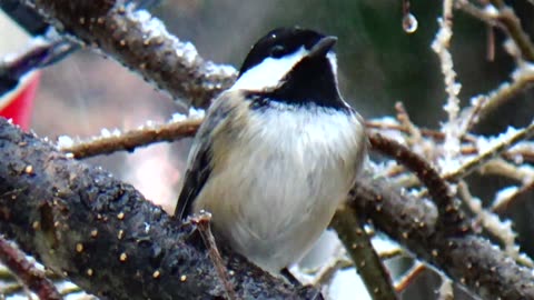 Chickadee