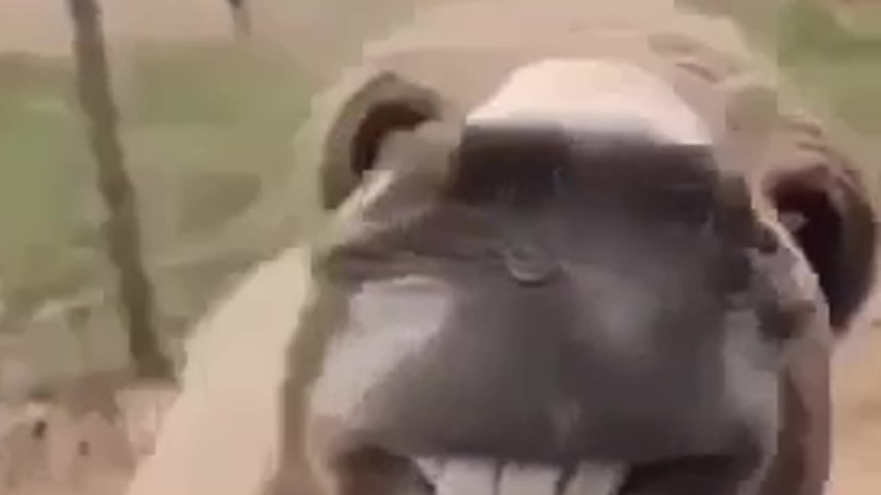 Donkey Smiles
