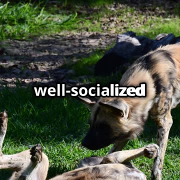 5 Essential Tips for a Happy Dog!