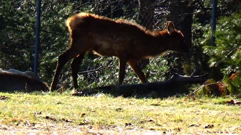 Elk