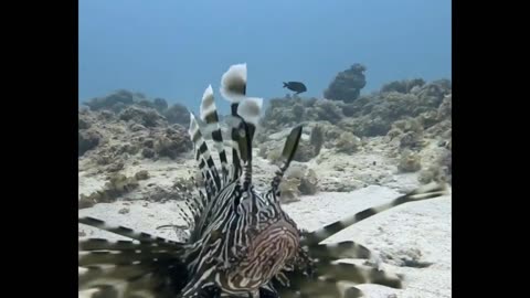 Lionfish