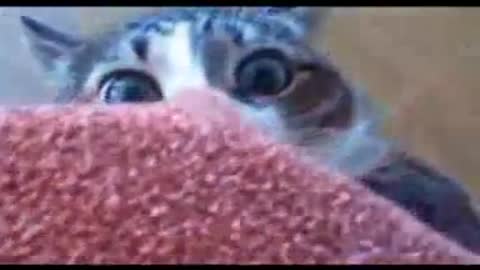 Cats dance funny