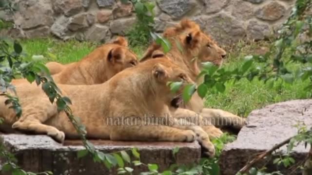 Tiger video Lion video cute animals video