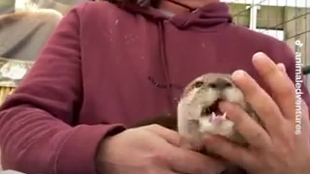 This Koala loves the dad