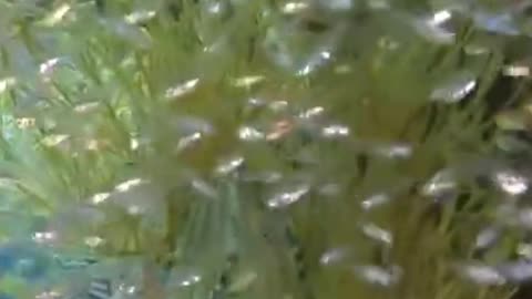 Fish in the sea