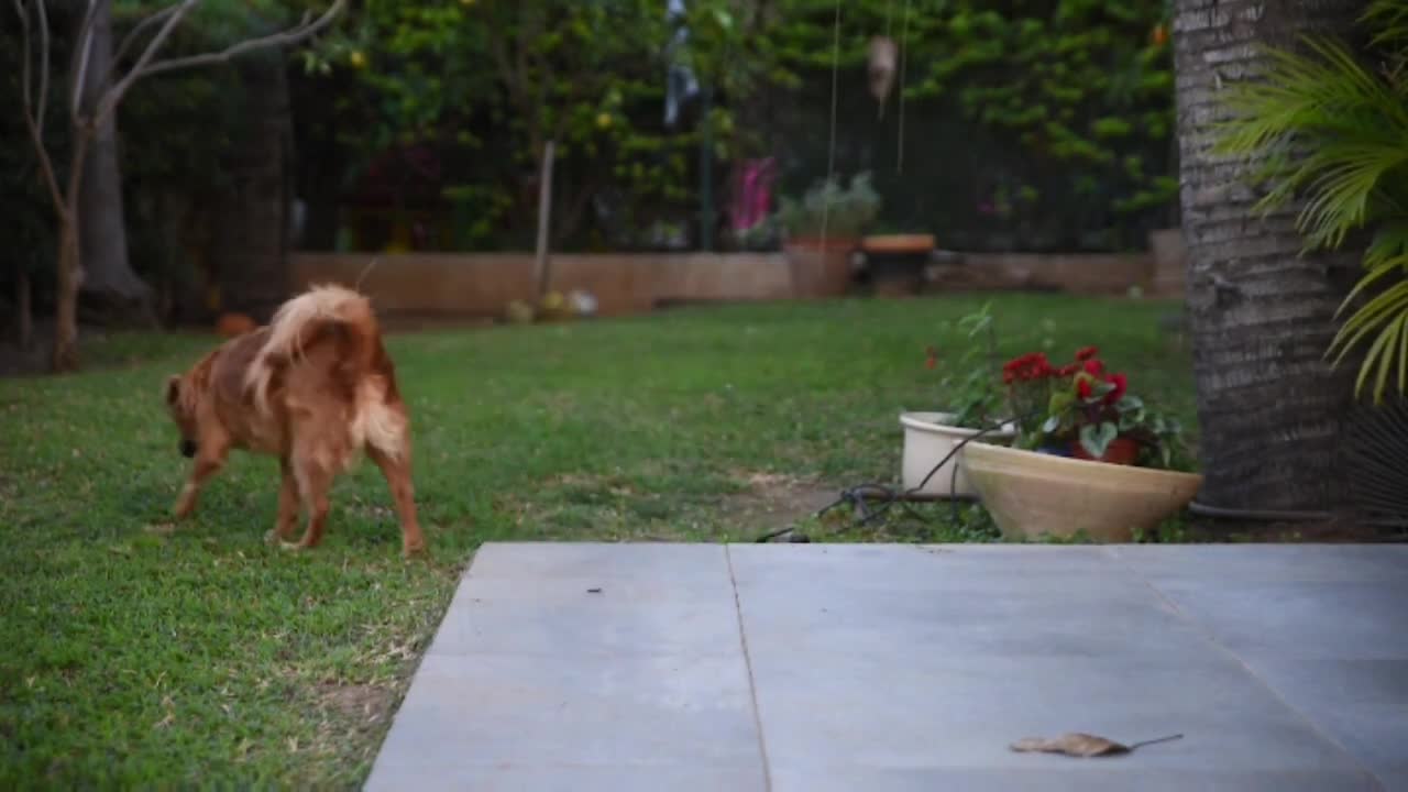 Baby dogs cute and funny dogs completion. Trending #trending