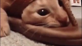 Cats and more cats