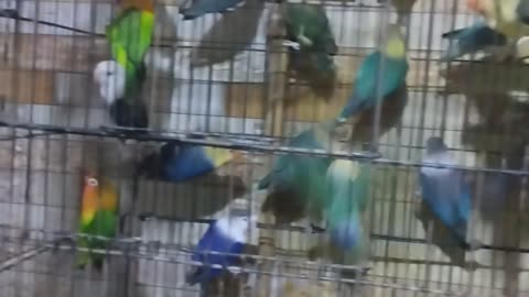 Love Birds 🕊️🪽🪶