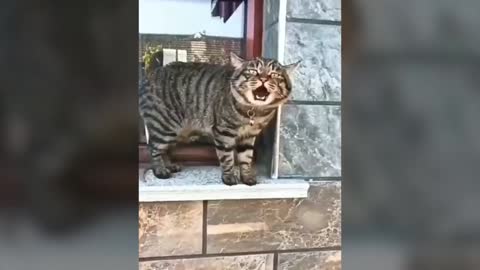 Talking Cats / Funny and cute pets