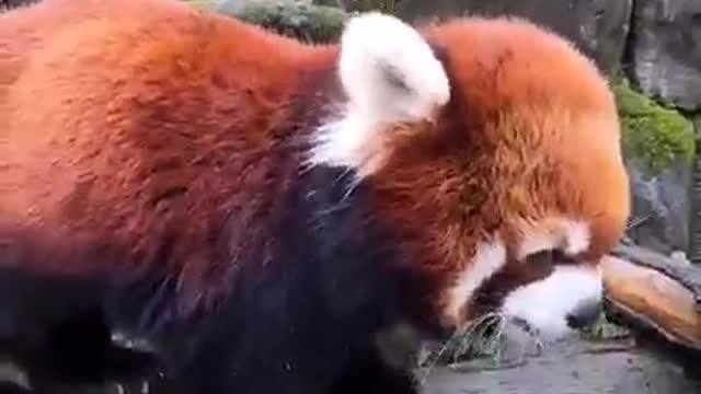 fire bear
