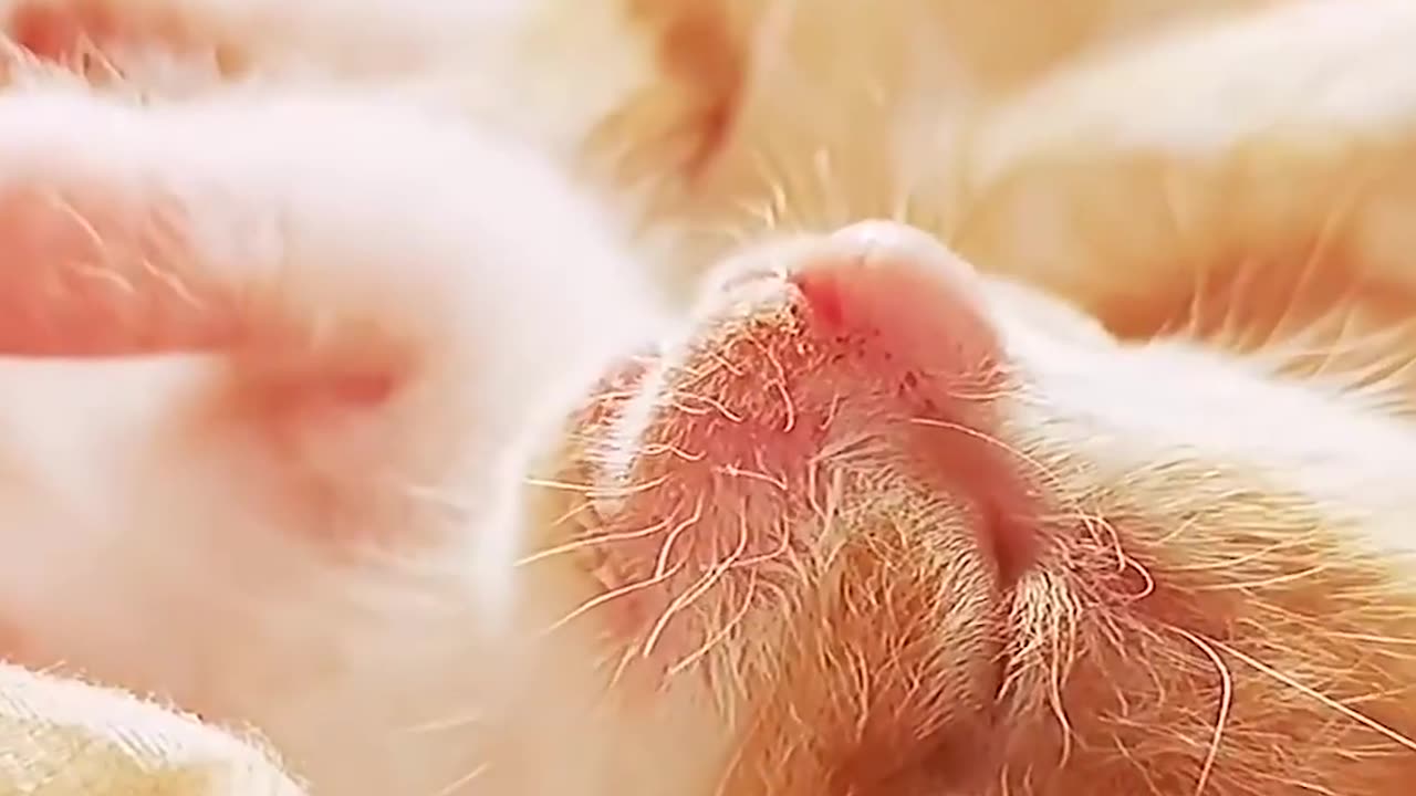 The Painful Cries Of A Few Days Old Kittens Come From The Stairs Of An