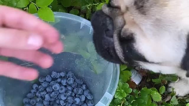 Marve's new treats blueberries 🍇