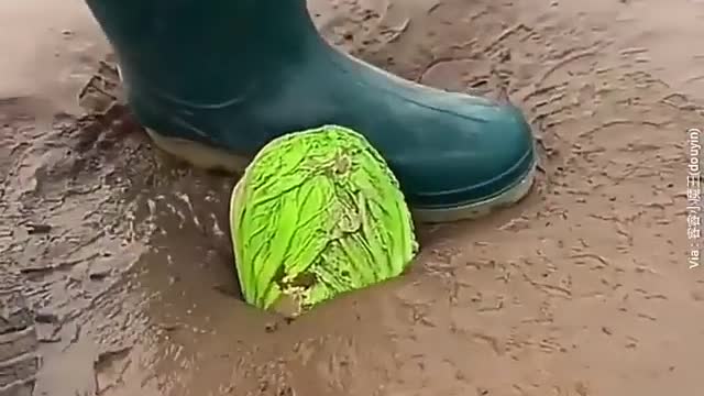 Cabbage Planting