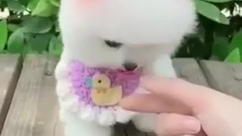 Cute puppy amazing video