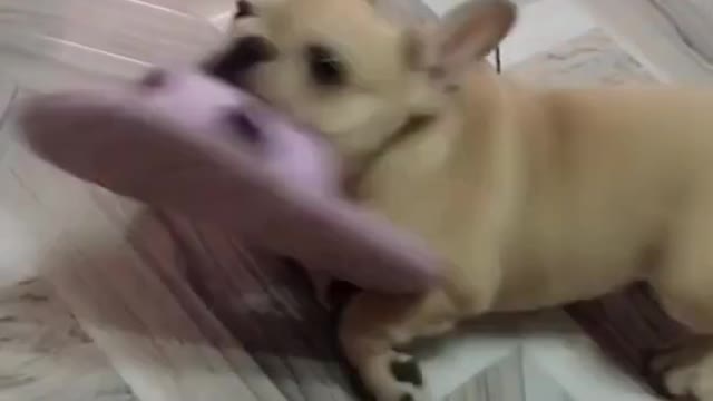 Top Funny Cute Dog Videos and TIKTOK Compilation #short #3