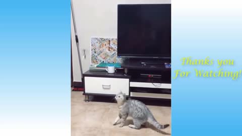 Funny and Cute Cat's Life and Owners are the Best Buddies Videos