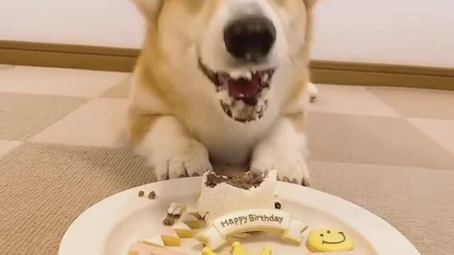 Let's celebrate Happy Birthday of this Cute Puppy