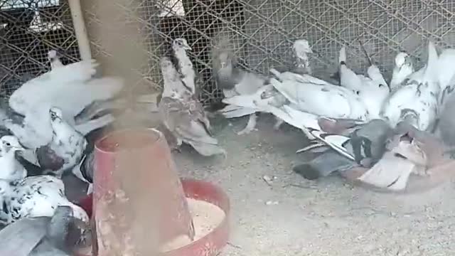 deo status viral hog viral TikTok #shorts #viral #india #pigeon #kabootar