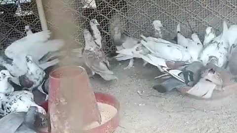 deo status viral hog viral TikTok #shorts #viral #india #pigeon #kabootar