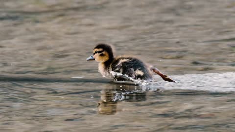 duckling running on water