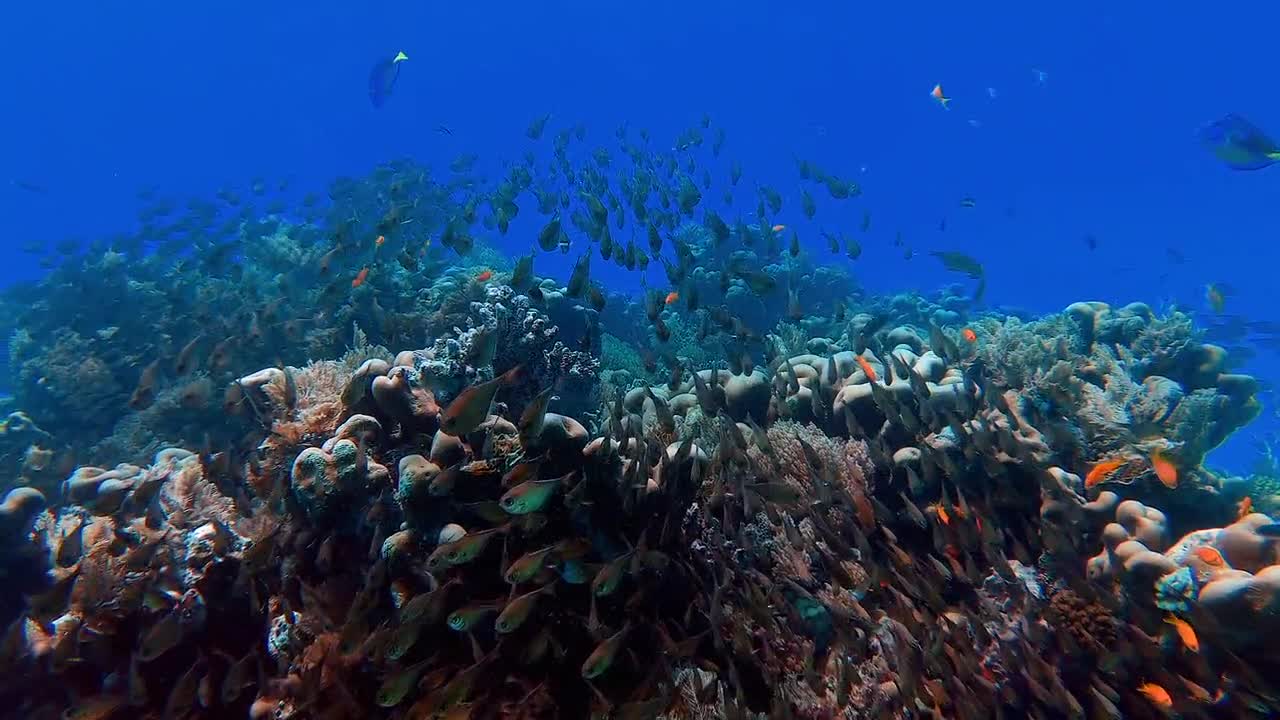 Wonderful oceans life