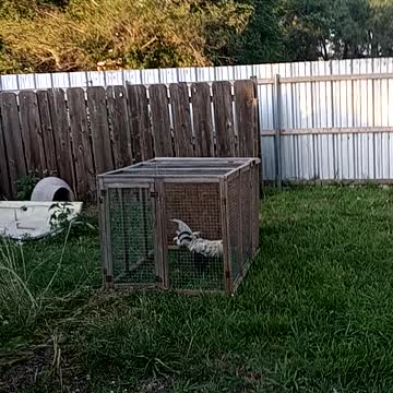 The Gallo in his cage