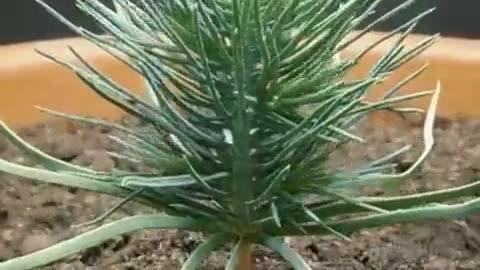 Time-lapse of a pine tree in 300 days