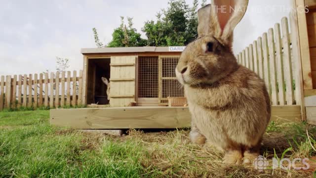 Meet the worlds t rabbits