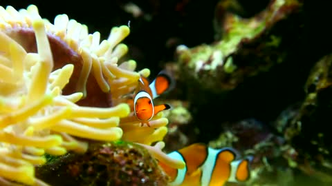 Clown fish in the reef