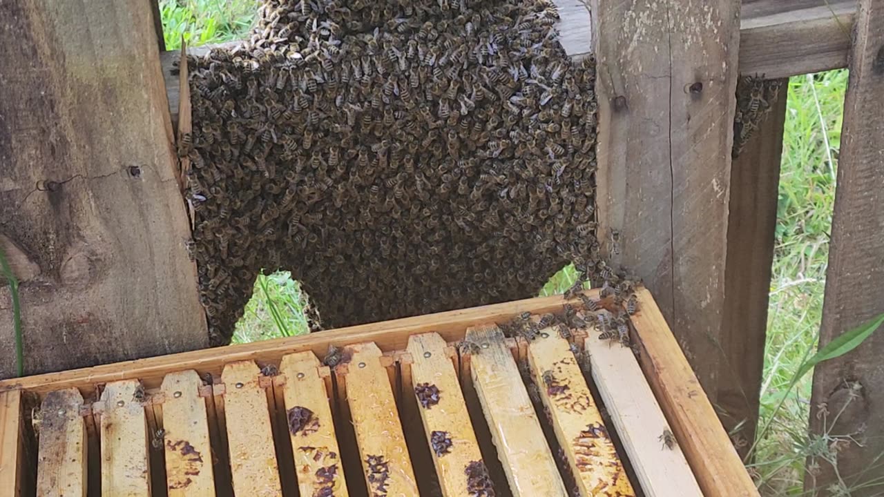 Honey Bee Swarm