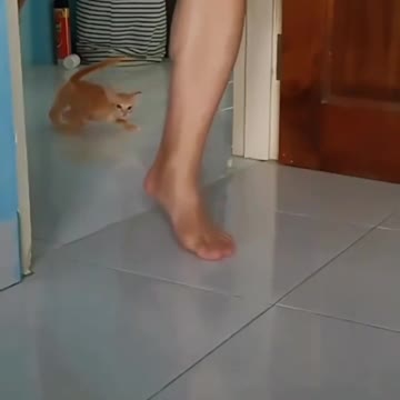 where to watch funny cat