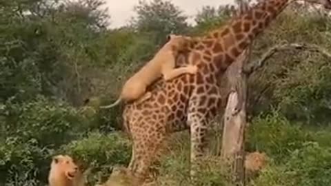 Real lions predation against giraffe