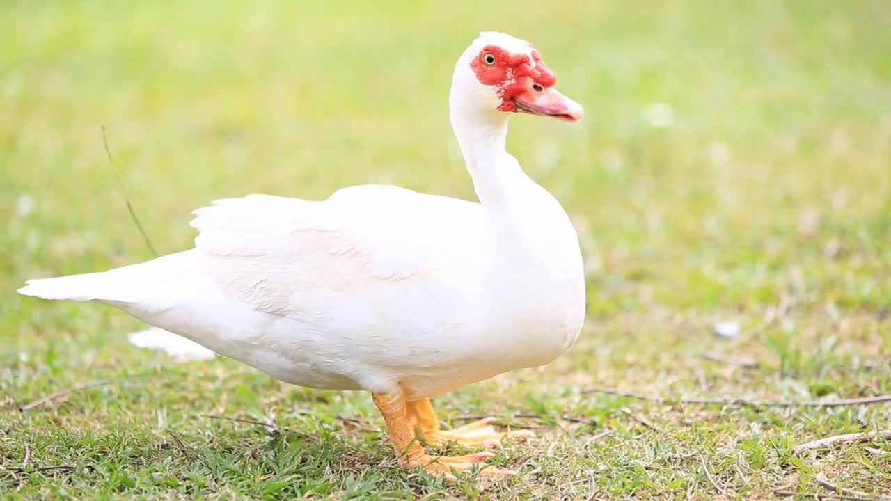 Curious Ducks on farm