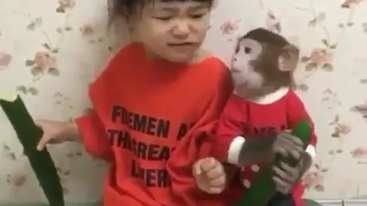 funny monkey