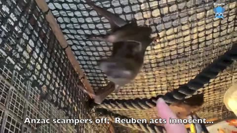 Pregnant flying-fox in care; this is Aeolia on day 2