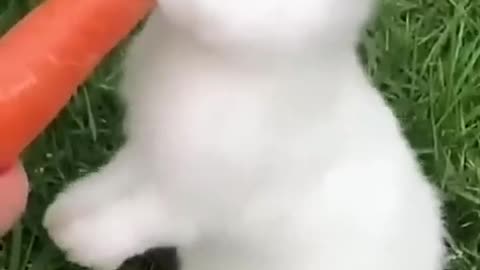 Cute rabbit video