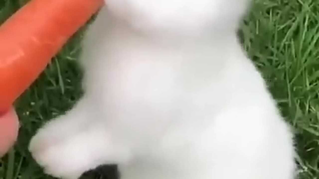 Cute rabbit video