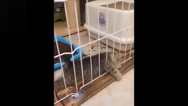 Try Not To Laugh To These EPIC Pets Compilation