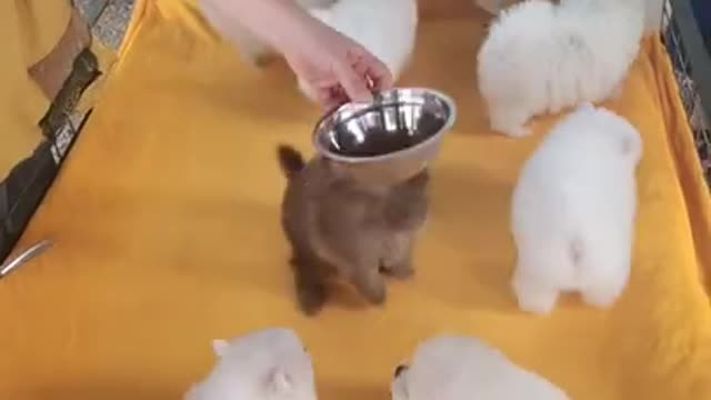 Animals Real 😹 - Best Of The 2021