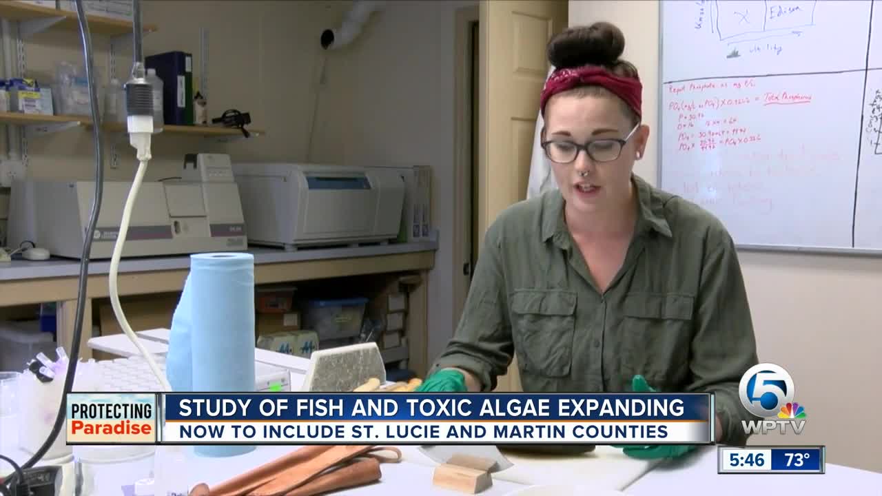 Researchers testing for toxins in fish