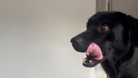 Dog Doesn't Recognize Mom In Face Mask