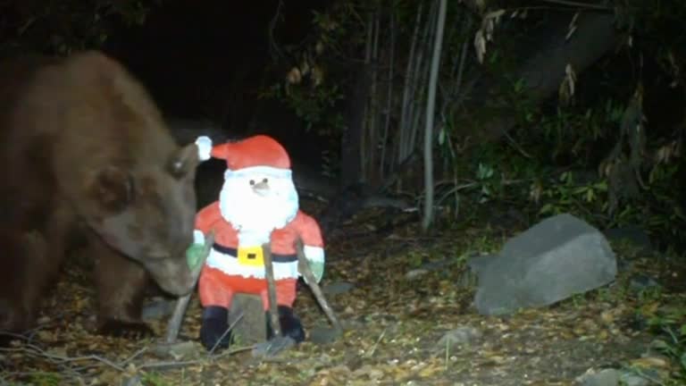 Bad bear to attack Santa!