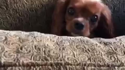 This is so embarrassing dog stuck in couch cushion