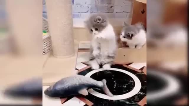 Try not to Awwww challenge-3😍🐈😘