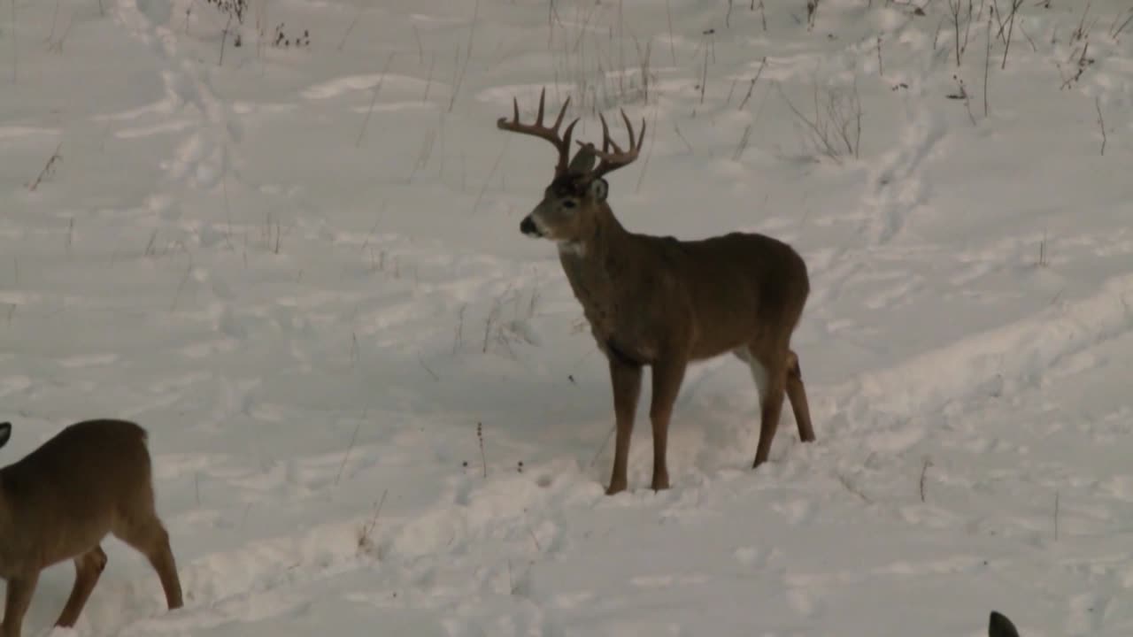 Pat's Snowy 250lb Buck