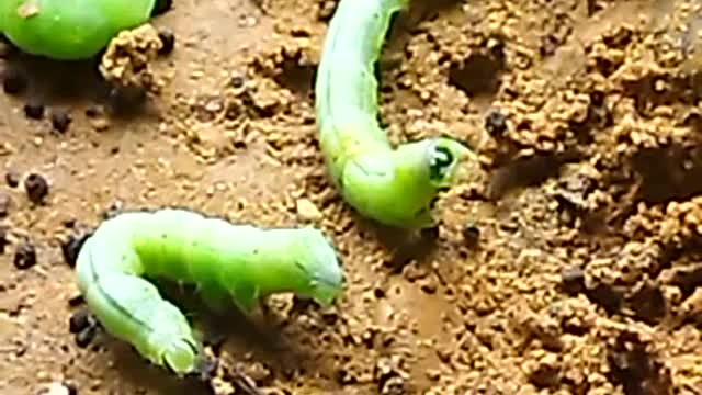 The silkworm is green