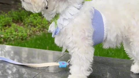 The weather is hot, so wear a sunhat when you take your dog out to play. It’s so cute!